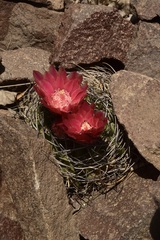 Eriosyce curvispina