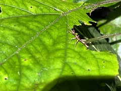 Lamponius portoricensis