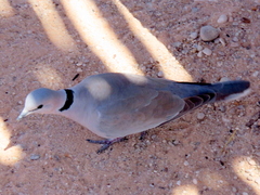 Streptopelia capicola damarensis