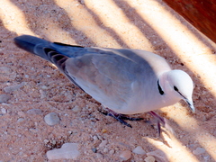 Streptopelia capicola damarensis