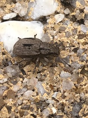 Eurymetopus birabeni