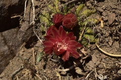 Eriosyce curvispina