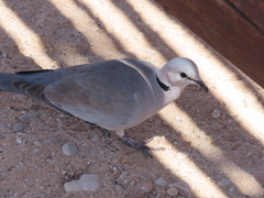 Streptopelia capicola damarensis
