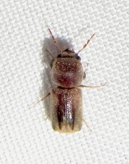 Xylobiops texanus