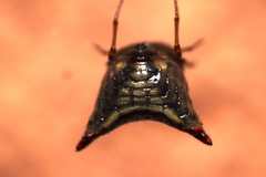 Micrathena plana