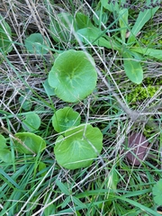 Umbilicus rupestris