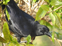Corvus macrorhynchos