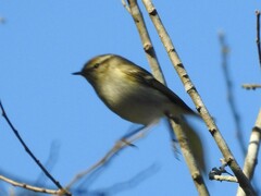 Phylloscopus inornatus