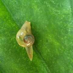 Helicarion perfragilis