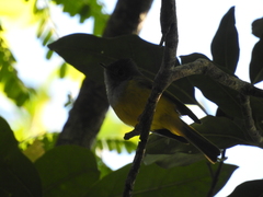 Culicicapa ceylonensis