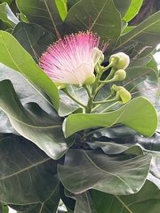 Barringtonia asiatica