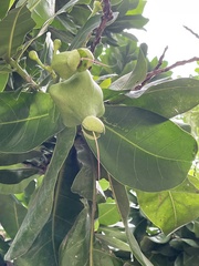 Barringtonia asiatica