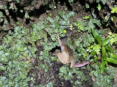 Eleutherodactylus coqui