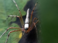 Oxyopes shweta