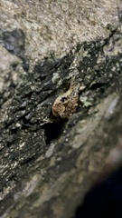 Eleutherodactylus coqui
