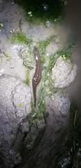 Whitmania pigra