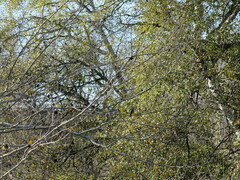 Carduelis carduelis