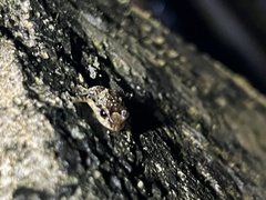 Eleutherodactylus coqui