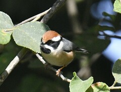 Aegithalos concinnus