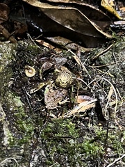Eleutherodactylus coqui