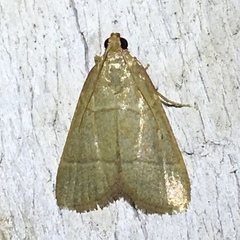 Hypsopygia nostralis
