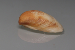 Anomalocardia flexuosa