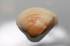 Anomalocardia flexuosa