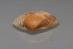 Anomalocardia flexuosa