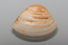 Anomalocardia flexuosa