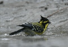 Machlolophus xanthogenys