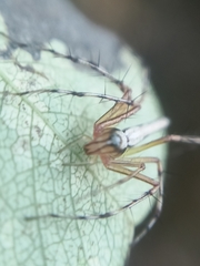 Oxyopes shweta
