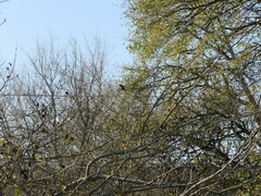 Cyanistes caeruleus