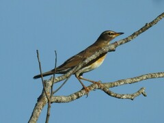 Turdus obscurus