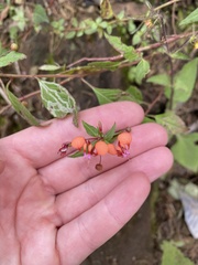 Lopezia hirsuta