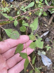 Lopezia hirsuta