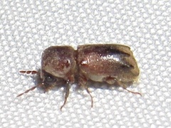 Xylobiops texanus