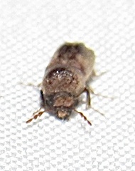 Xylobiops texanus