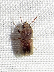 Xylobiops texanus