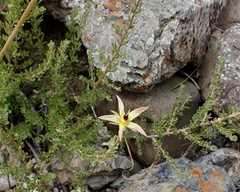 Balbisia peduncularis