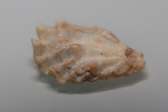 Plicatula gibbosa