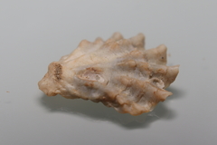 Plicatula gibbosa