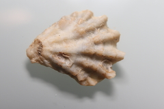 Plicatula gibbosa