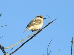 Saxicola stejnegeri