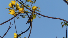 Pitangus sulphuratus