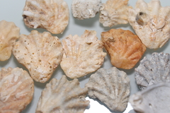 Plicatula gibbosa