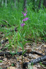 Cephalanthera rubra
