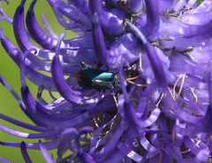 Malachius bipustulatus