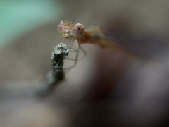 Aciagrion pallidum
