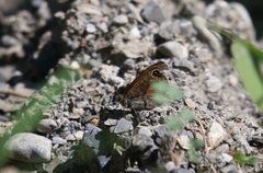 Lasiommata petropolitana