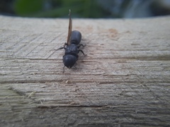 Cephalotes